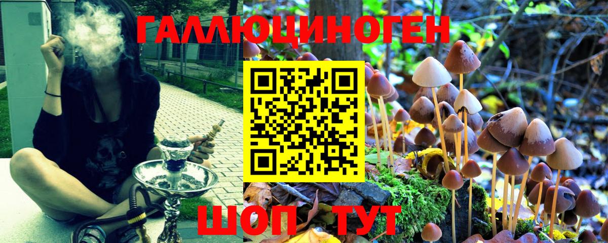 Галлюциногенные грибы Psilocybe  Вход с VPN  Луга 